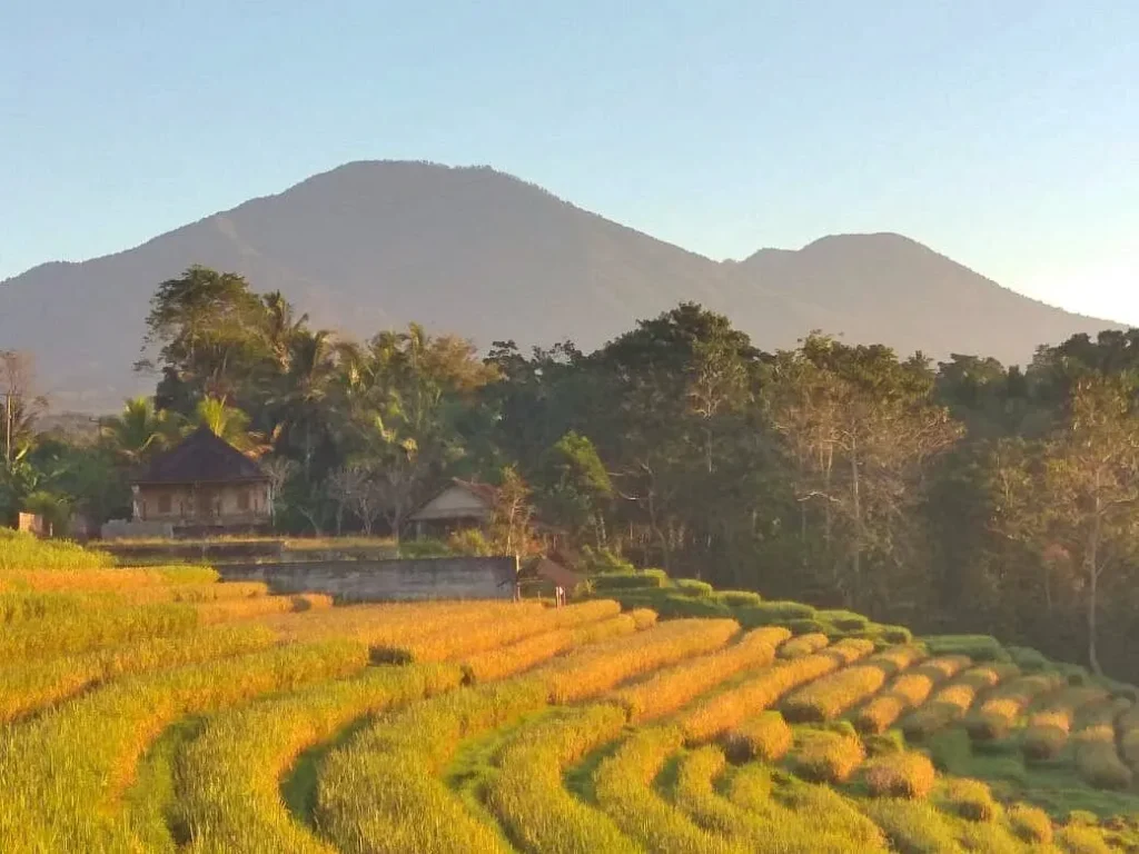 Gunung Batukaru - Basecamp 369